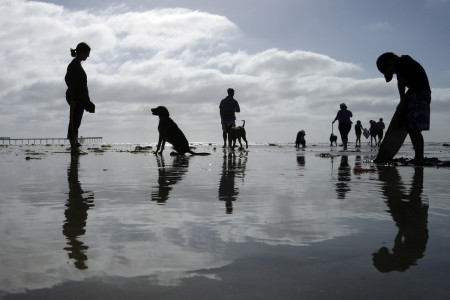 Hunde und Hundebesitzer am Strand von San Diego, USA (Keystone/AP Photo/Gregory Bull)