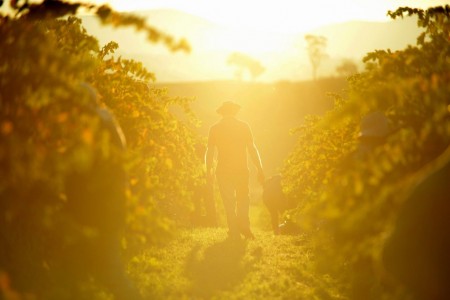 In den Weinberger von Canberra, Australien (Keystone/EPA/Lukas Coch)