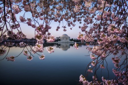 Kirschblüte in Washington, USA (Keystone/EPA/Jim Lo Scalzo)