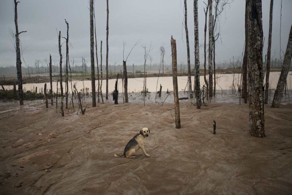 Hund in einer durch den Goldabbau zerstörten Landschaft, Madre de Dios, Peru (AP Photo/Rodrigo Abd)
