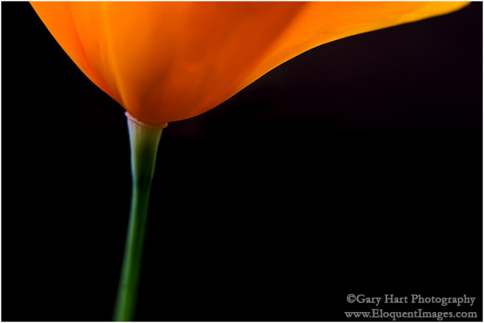 Kaifornische Poppy Kalifornische Poppy