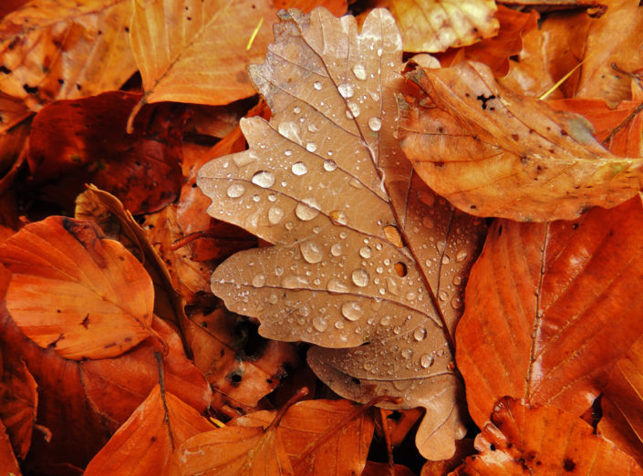 Herbstblatt