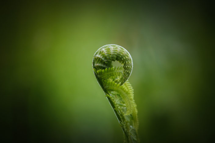 Seefarnchen1