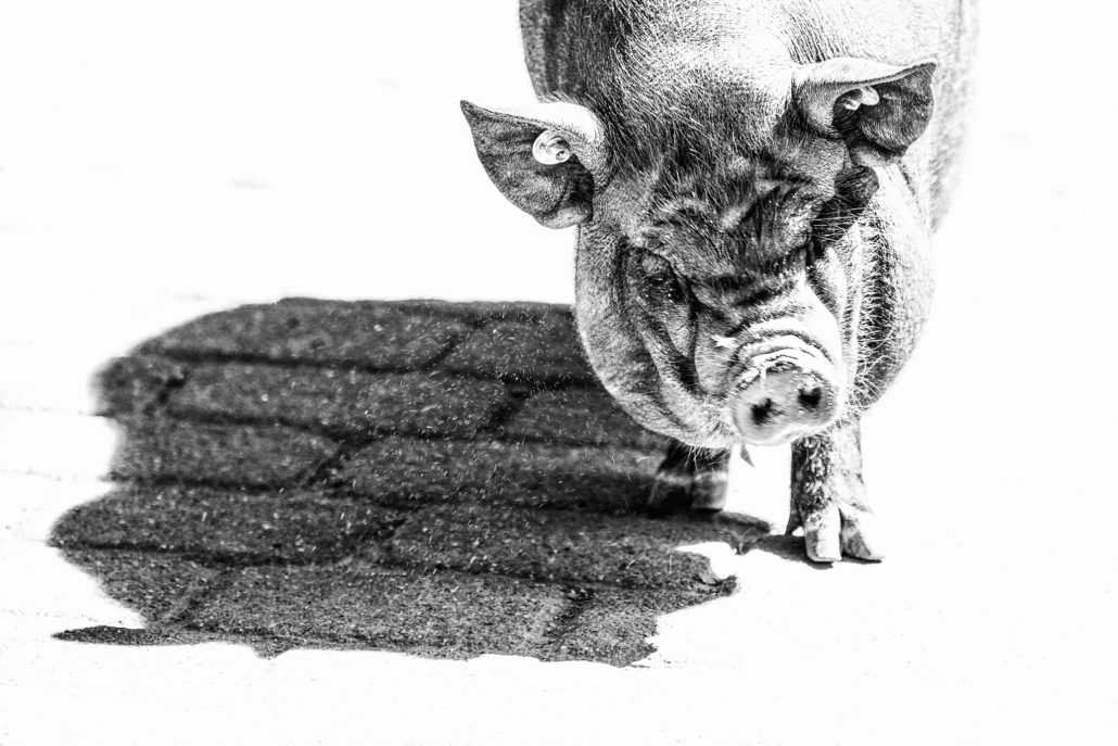 Hängebauchschwein in High-Key.