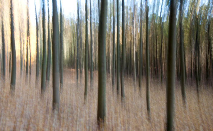 wald-abstrakt