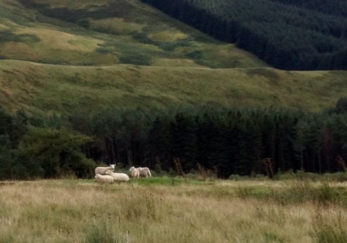 schafe iPhone-Foto: Schafe in grüner Landschaft