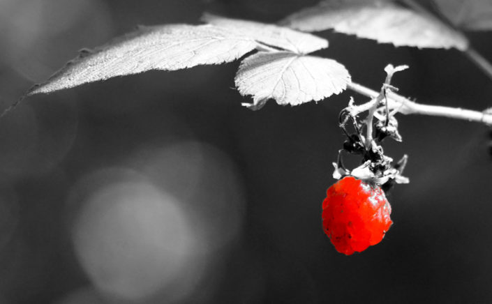 Himbeere Color-Key Aufnahme einer Himbeere