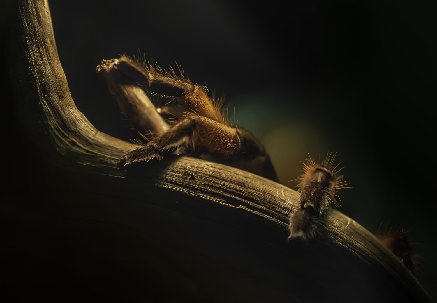 spinne Makrofoto einer Spinne, die auf einen Ast klettert