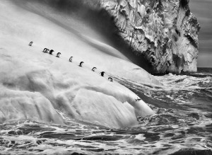 South Sandwich Islands. Chinstrap penguins (Pygoscelis antarctica) on icebergs located between Zavodovski and Visokoi islands. South Sandwich Islands. 2009.