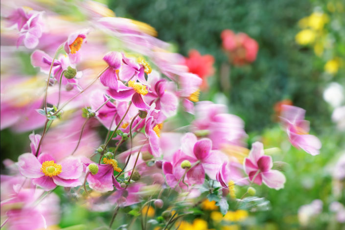 Blumenbewegt