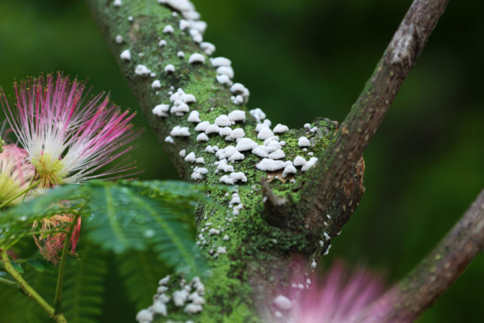 Mimosa strigillosa Telefotografie eines persischen Seidenbaumes