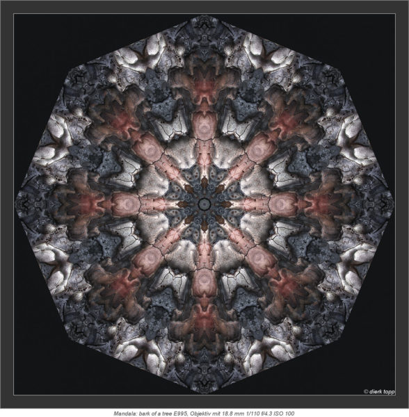 Mandala: bark of a tree