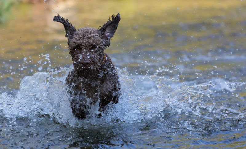 Spiel im Wasser