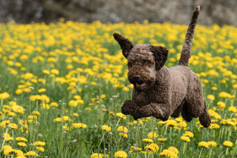 Hund springend in Blumenfeld