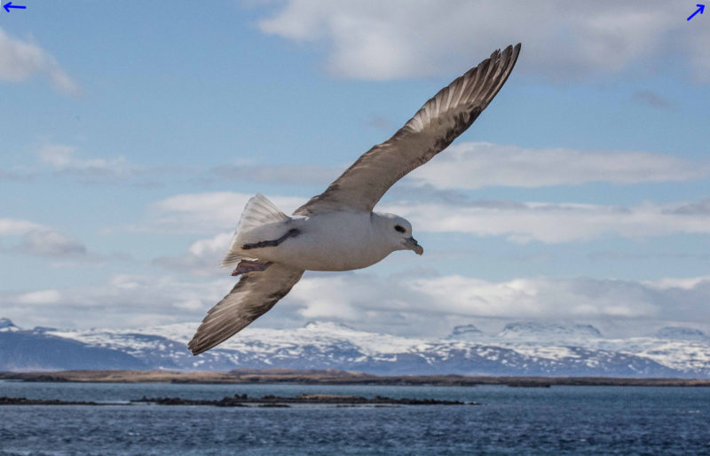 eissturmvogel_ecken