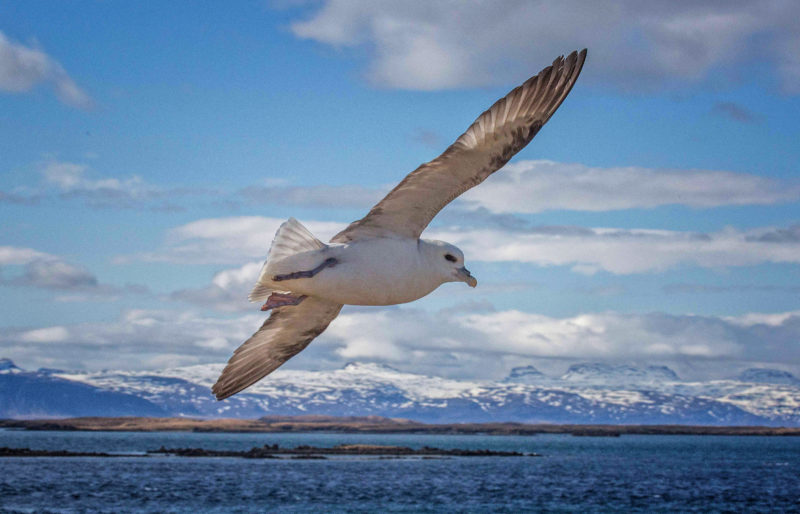 eissturmvogel_final