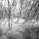 winter, schnee, äste, bäume, teich, eis, gefrohren, kalt, schwarz, weiß