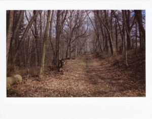 Im Wald (Instax-Aufnahme) - (c) Sofie Dittmann