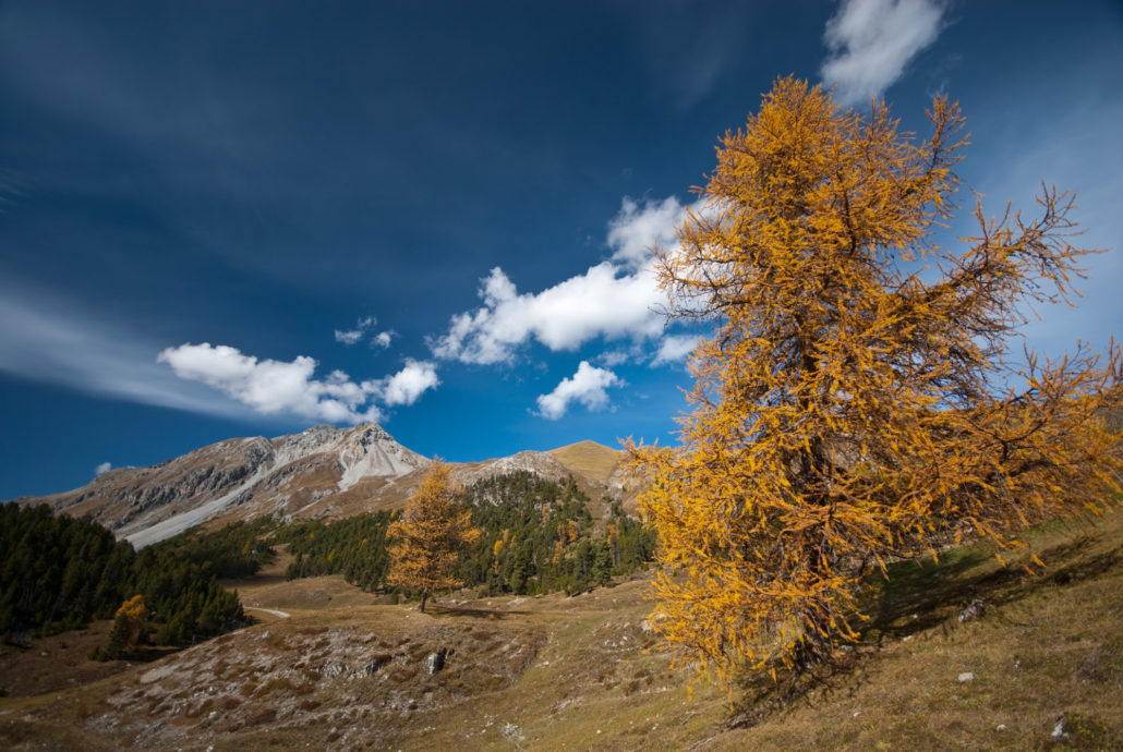 Der Baum ist Motiv und Klammer zwischen Hintergrund und Vordergrund. Er schafft Tiefe. 