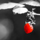 Color-Key Aufnahme einer Himbeere