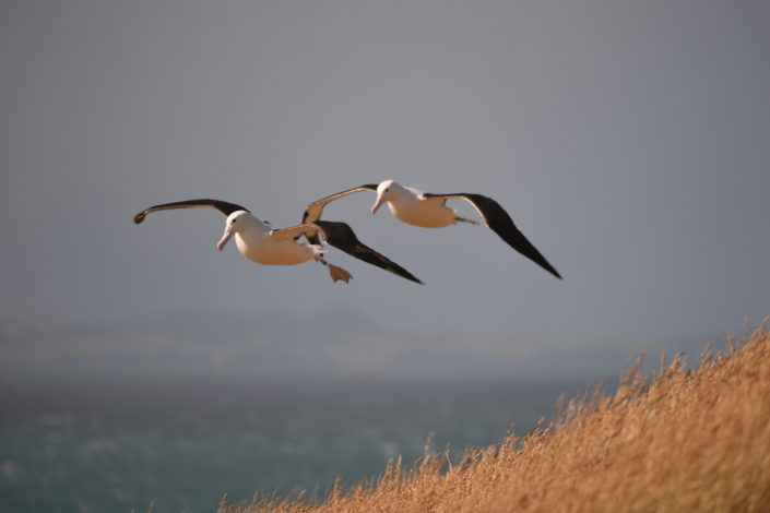 albatrosse Vogelfotografie: Zwei Albatrosse