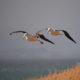 Vogelfotografie: Zwei Albatrosse