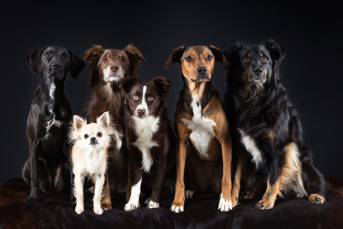 Hunde_fokussiert Hundegruppe, fotografiert im Studio.