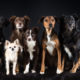 Hundegruppe, fotografiert im Studio.