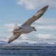 Eissturmvogel