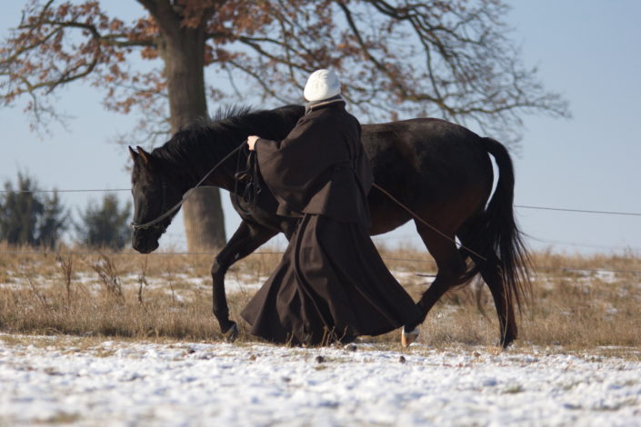 Pferdelongier Pferd an der Longierleine
