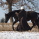 Pferd an der Longierleine